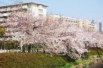 写真：新堀川その2