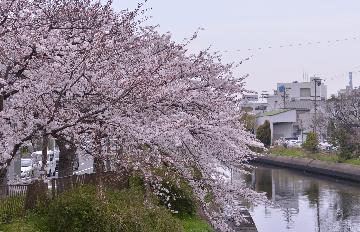 写真：新堀川その1