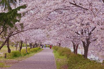 写真：白鳥公園堀川沿い桜