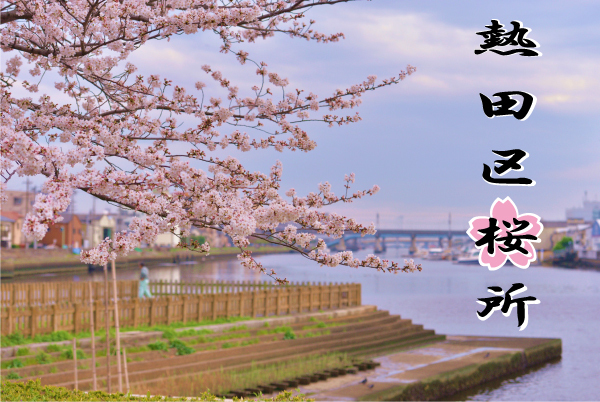 写真：熱田区桜所「宮の渡し公園　桜」