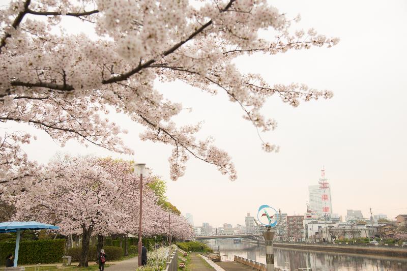 写真：白鳥プロムナード北側