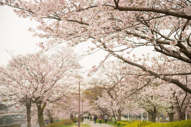 写真：白鳥プラムナード南側