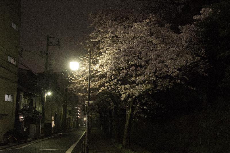 写真：断夫山古墳南側　夜桜