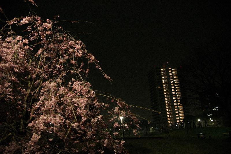 写真：白鳥公園中央部　夜桜