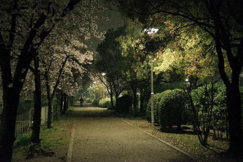写真：白鳥公園西側　夜桜