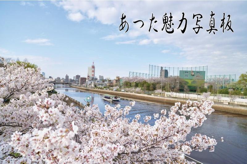 写真：堀川と桜