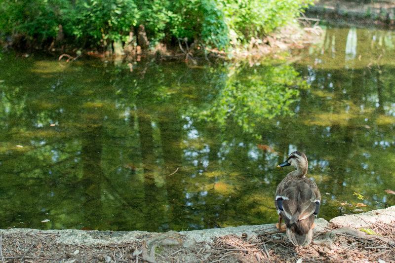 写真：神宮東公園中の池