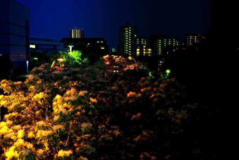 写真：なんじゃもんじゃ並木道