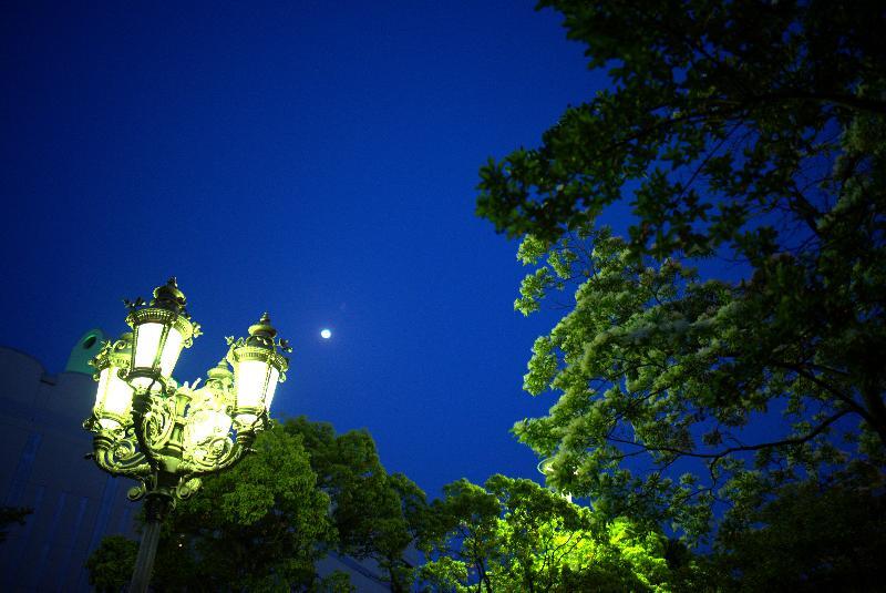 写真：なんじゃもんじゃと電灯1