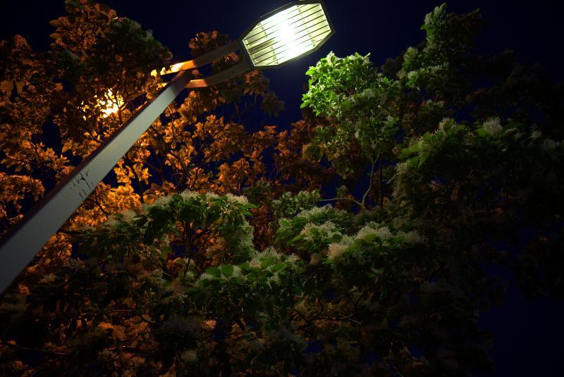 写真：なんじゃもんじゃと電灯2