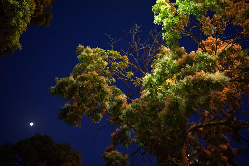 写真：なんじゃもんじゃと月1