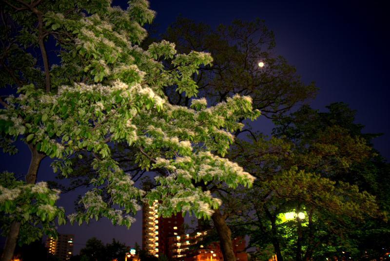 写真：なんじゃもんじゃと月2