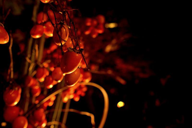 写真：照明に照らされた渋柿