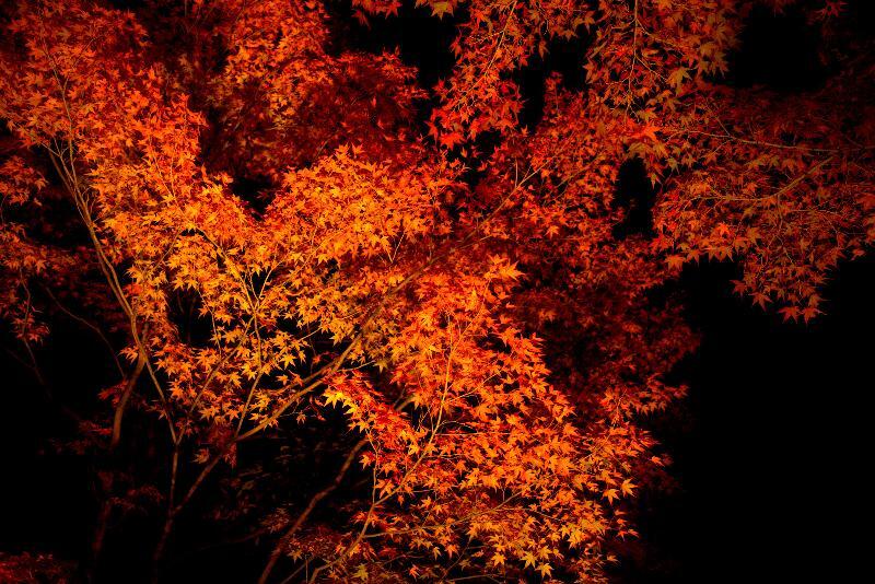 写真：照明に照らされた紅葉