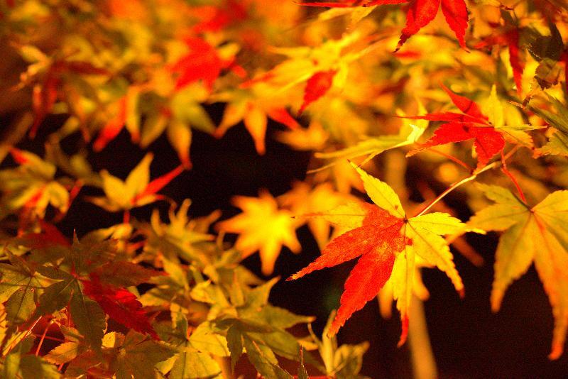 写真：照明に照らされたもみじ
