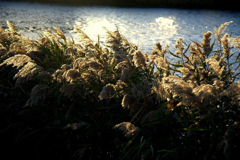 写真：堀川と葦