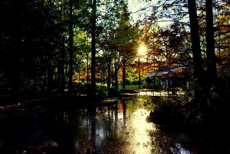 写真：神宮東公園　池