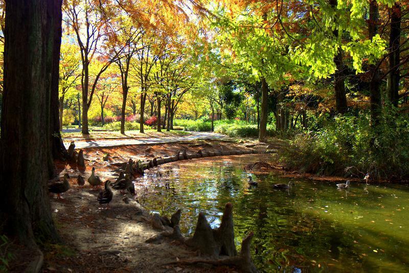 写真：神宮東公園池とカモ