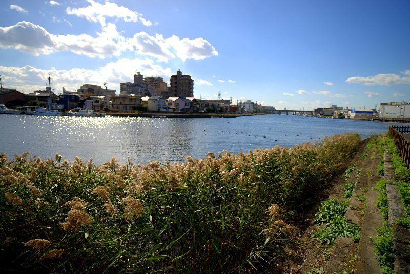 写真：宮の渡し公園　すすき