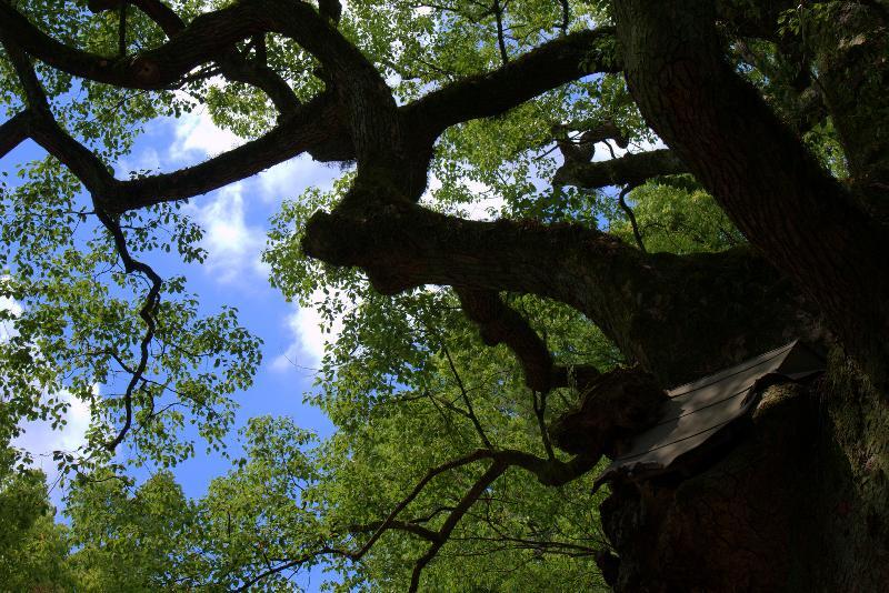 写真：手水舎の北　大楠