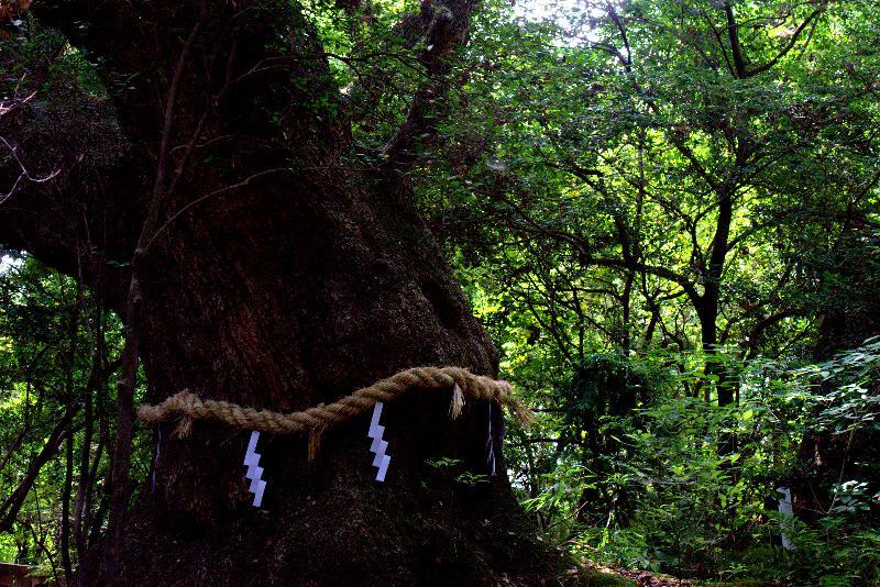 写真：清水社そば　大楠
