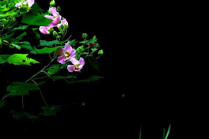 写真：南神池と花