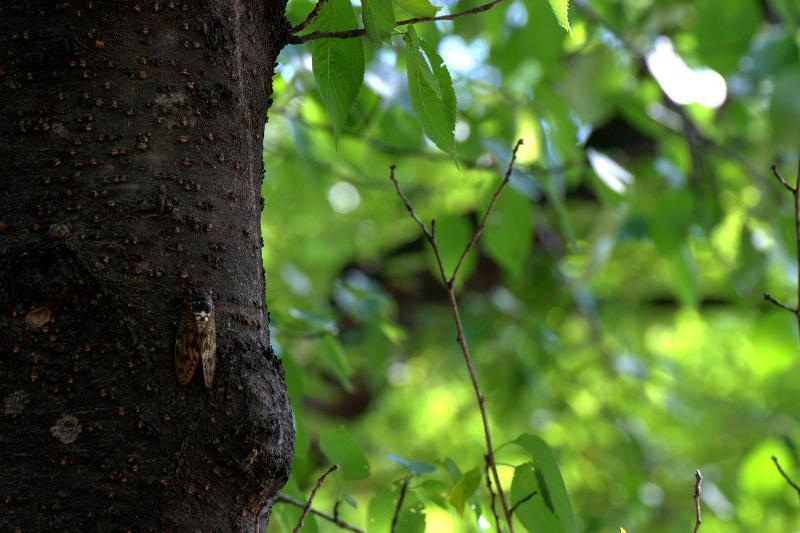 写真：神宮東公園　セミ