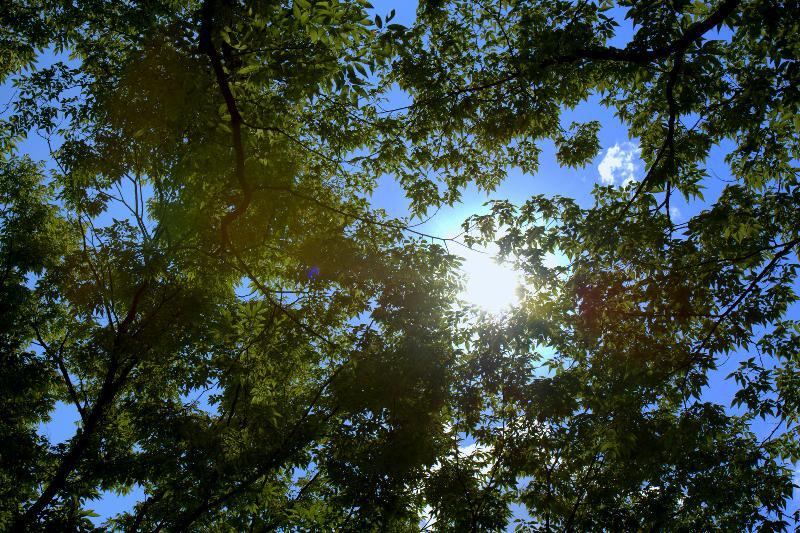 写真：強い日差し