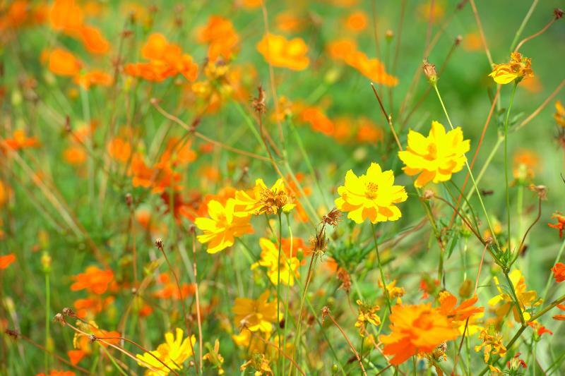 写真：神宮東公園　花壇