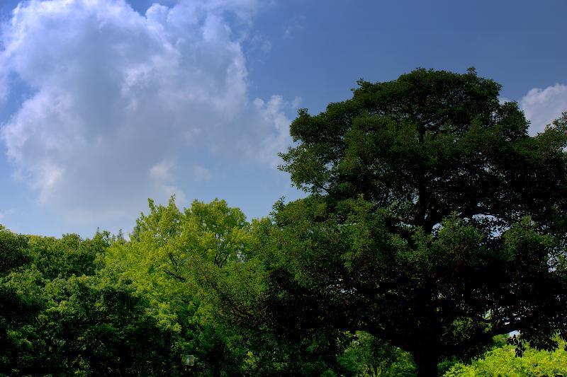 写真：神宮東公園の木と青空