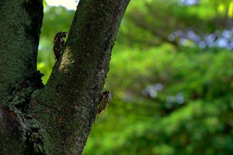 写真：2匹のセミ