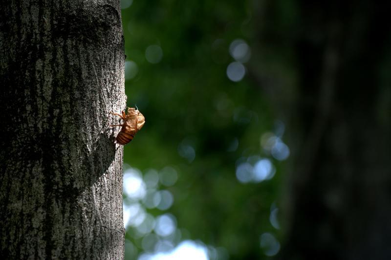 写真：日に照らされたセミの抜け殻
