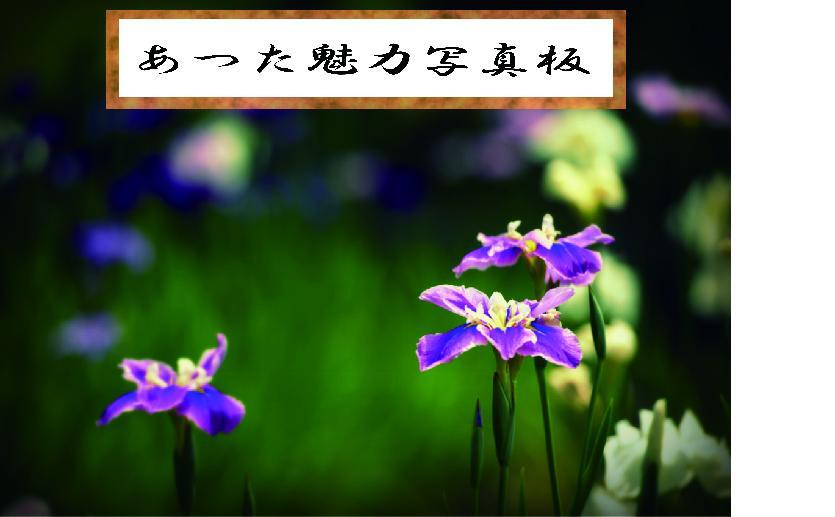 写真：ハナショウブ