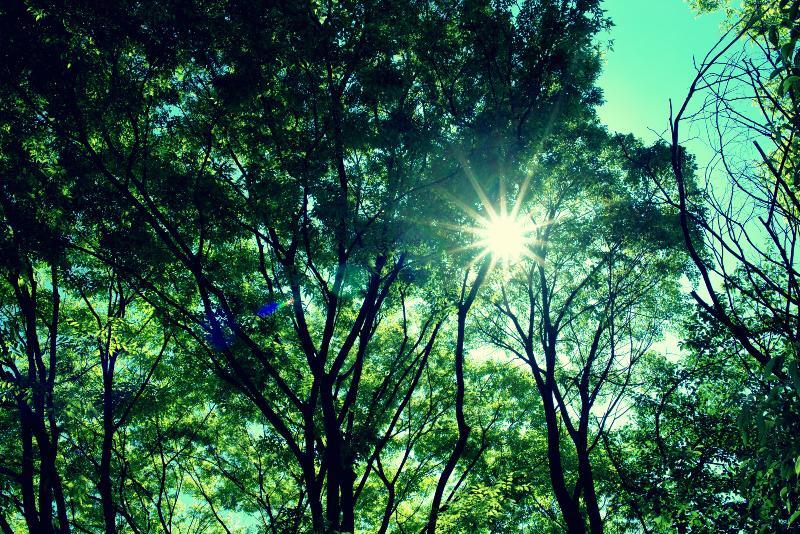 写真：夏の木漏れ日
