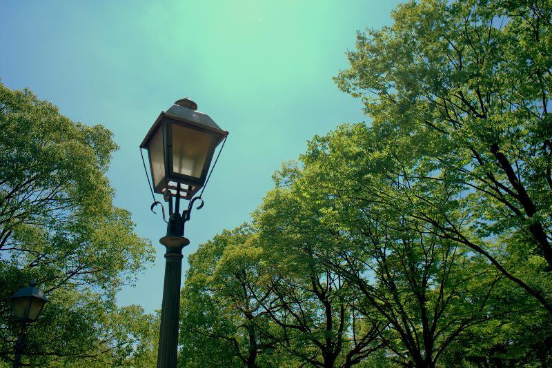 写真：白鳥公園　電灯