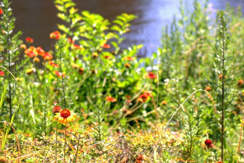 写真：キク科の花