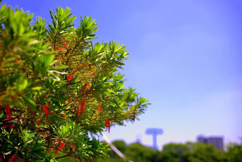 写真：七夕の短冊のように見える木