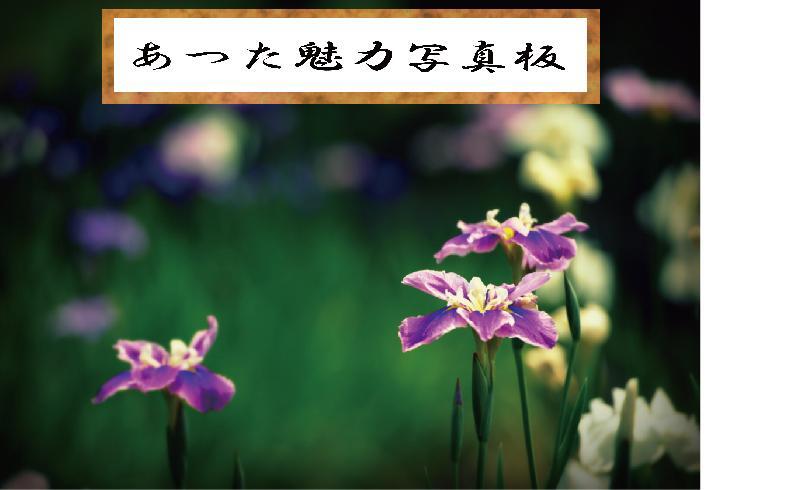 写真：ハナショウブ