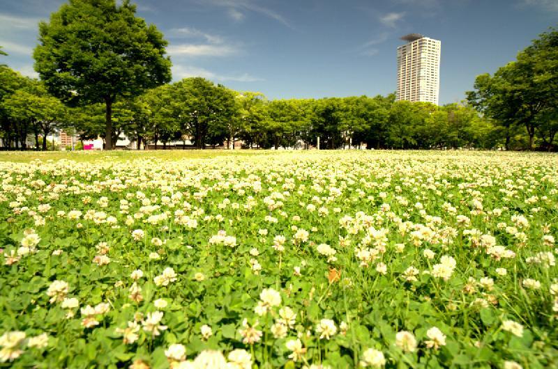 写真：シロツメクサの広場