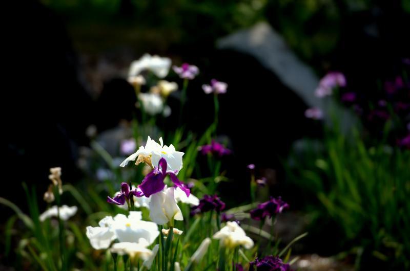 写真：しょうぶ園