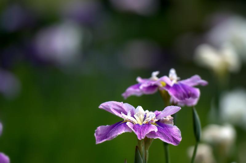 写真：紫色のハナショウブ