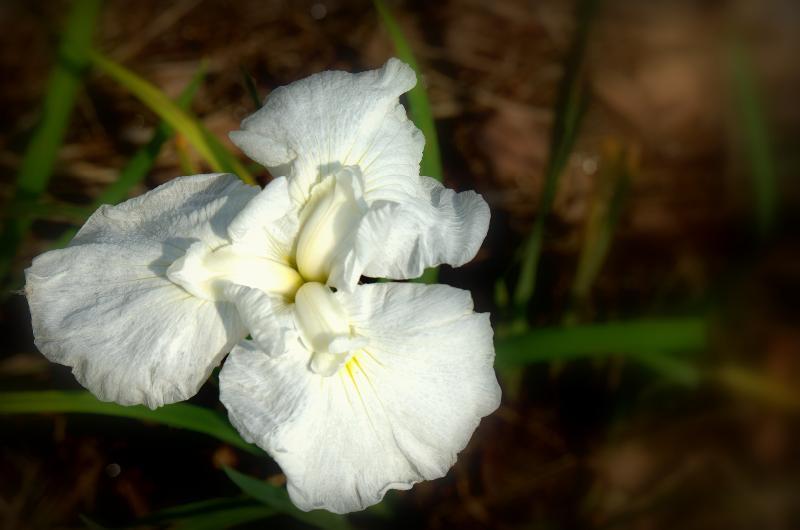 写真：白いハナショウブ