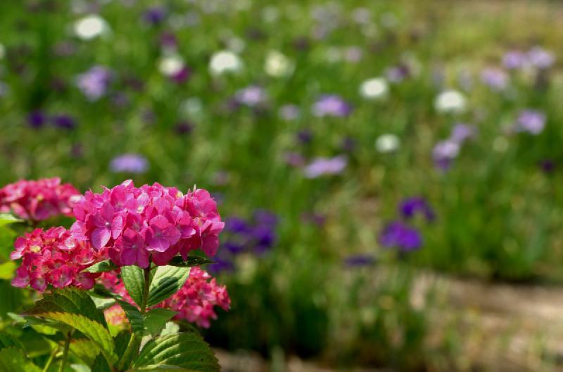 写真：アジサイとしょうぶ園