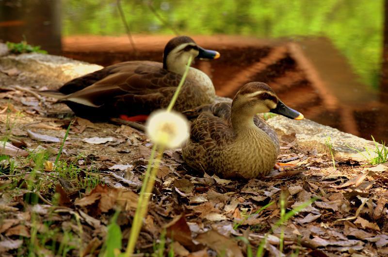 写真：カルガモの休憩