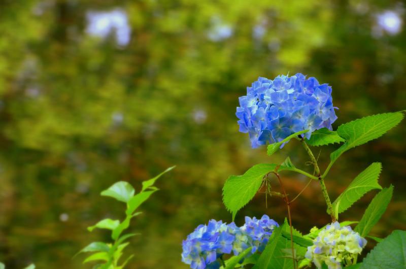 写真：青色のアジサイ
