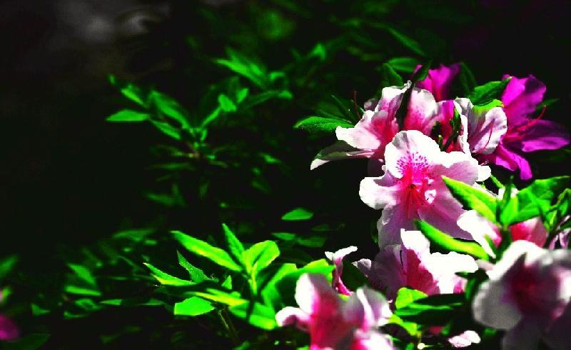 写真：神宮公園　つつじ