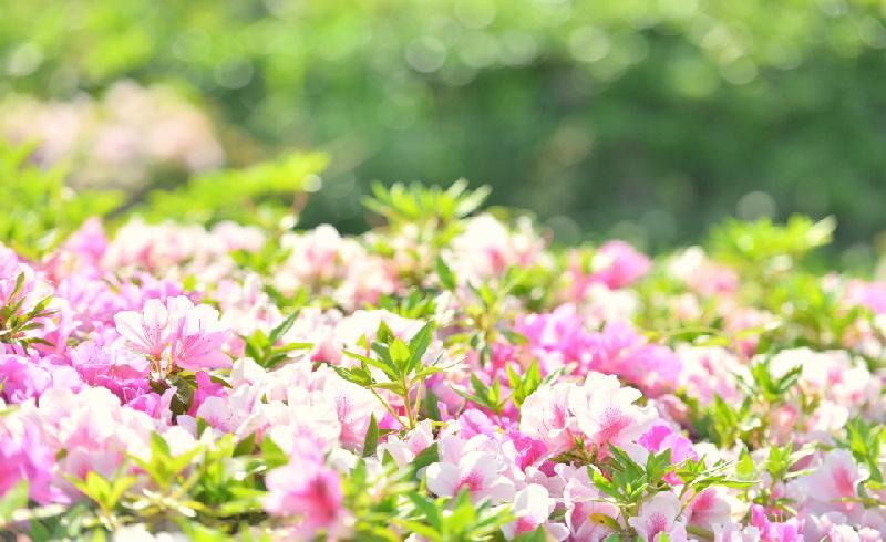 写真：白鳥公園　つつじ