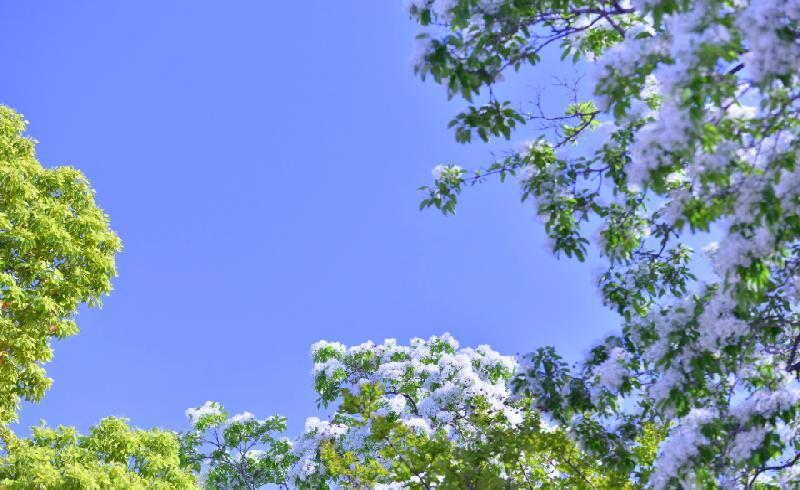 写真：なんじゃもんじゃ　と　青い空