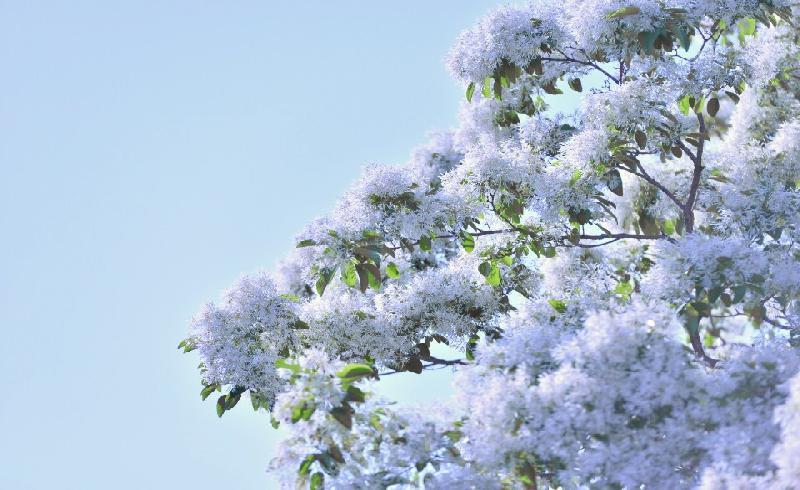 写真：白鳥公園西道路　なんじゃもんじゃ