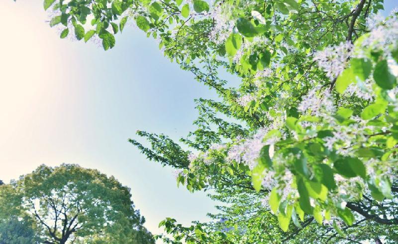 写真：白鳥公園　なんじゃもんじゃ